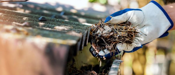 Cost of Pine Needle Gutter Cleaning in Dade City
